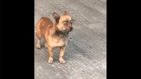 抖音狗崽爆料视频大全最新,揭秘网红幕后故事  第3张