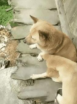 狗崽直播爆料视频大全,揭秘娱乐圈幕后真相  第3张