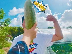 吃瓜网红 最新,揭秘网络红人的幕后故事  第2张